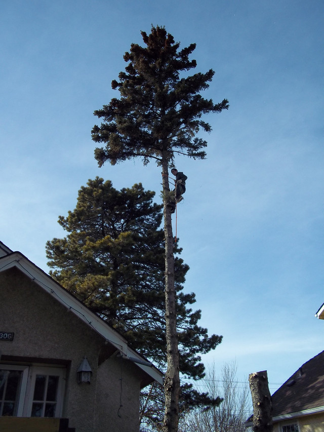 Tree Removal in Lawn, Tree Maintenance & Eavestrough in Edmonton - Image 3