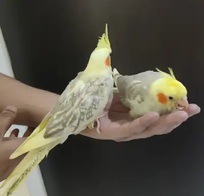 Cinnamon Baby Cockatiels for sale handfeeding, View more