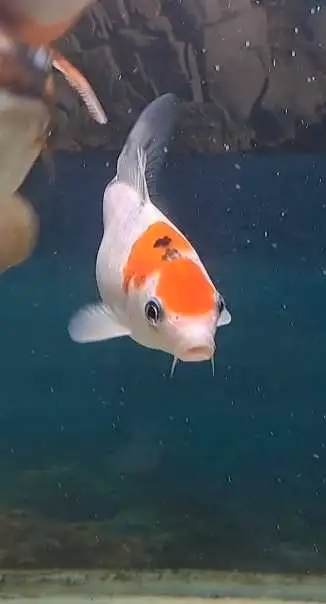japanese koi fish in Fish for Rehoming in Oshawa / Durham Region - Image 5