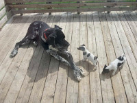 2 Chiweenie males available an there huge babysitter Great Dane 