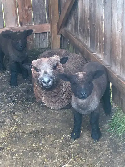 Babydoll ram lambs. Purebred but not registered. Ready to go now, willing to deliver.