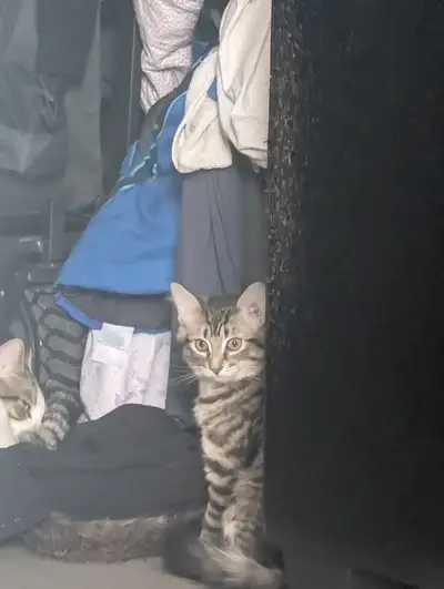 Beautiful fluffy kittens ready for their forever homes, View more