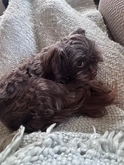 2 Year Old unaltered Chocolate Female Yorkie..., View more