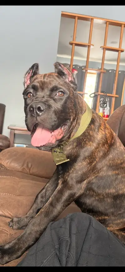 male cane corso, View more
