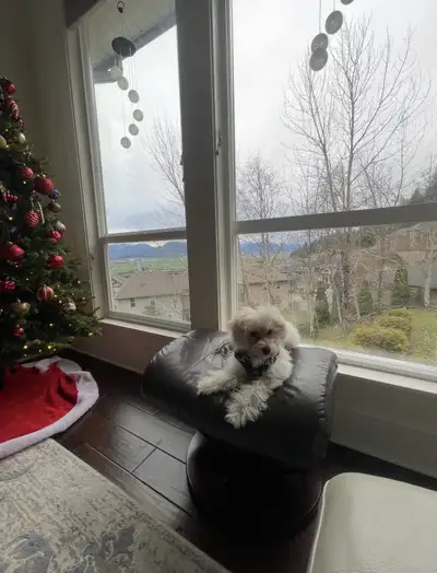 Multi-poo Yorki-poo Puppy, View more