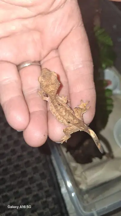 Established Baby Crested Gecko , View more