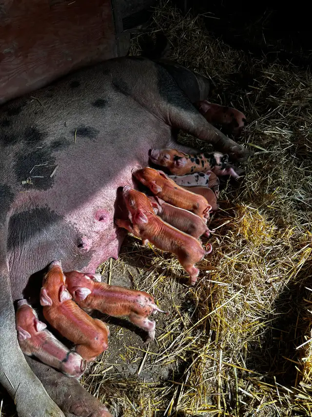 Berkshire/Tamworth cross Duroc pigs in Livestock in Terrace - Image 3