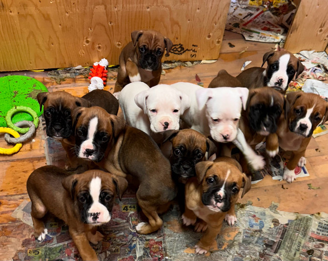 American bulldog/ boxer puppies  in Dogs & Puppies for Rehoming in Belleville - Image 3