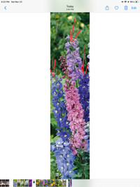 Delphinium seeds- dark blue, mauve-pink, dark purple