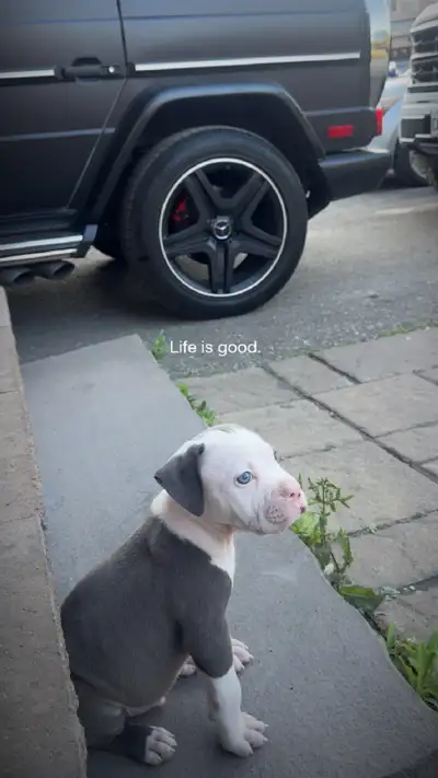 Englisg bulldog for sale, View more