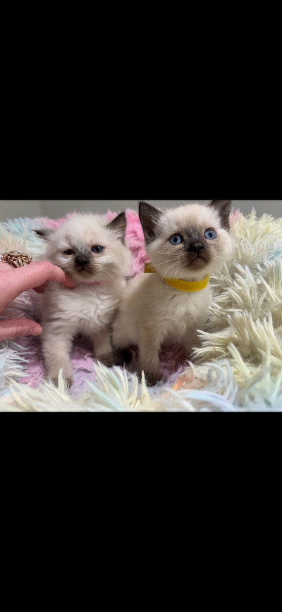 Ragdoll Kittens AND Ragdoll/Siamese Kittens