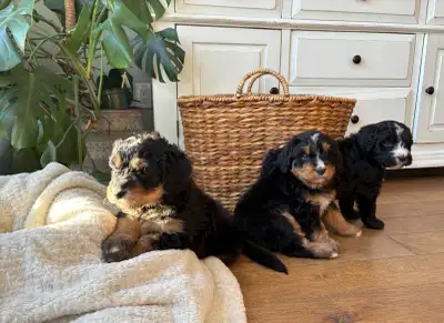 Introducing our stunning litter of F1 Standard Bernedoodles born November 25, 2025 – ready January 2...