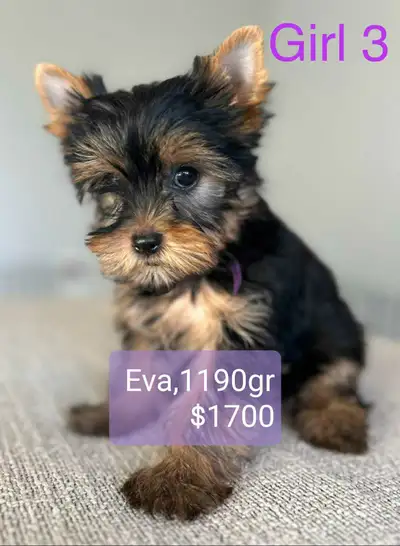 Tiny Yorkie Puppies – Baby Doll Faces & Sweetest Temperament, View more