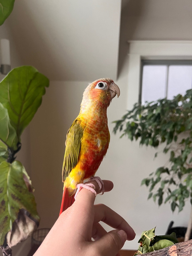 Exotic Bird Sitter in Animal & Pet Services in Calgary