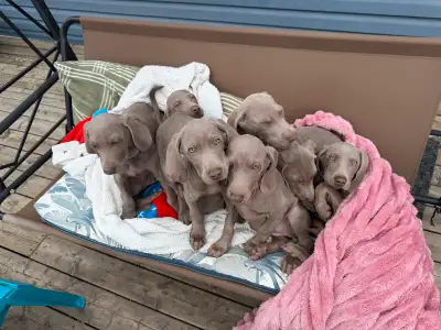 Born Dec 14! Ready to go to their forever homes! Adorable, lovable and loyal little purebred Weimara...