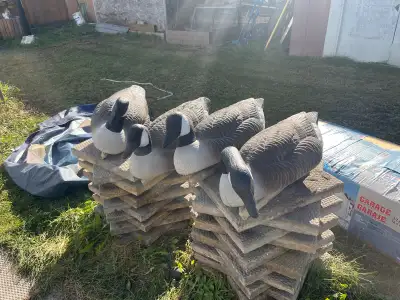Set of 4 Canada goose decoy, for only $25 each Realistic size of Canada goose Selling all together