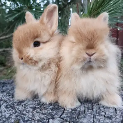 EXTRAORDINARY FUZZY Netherland dwarf baby girl bunny rabbits, View more
