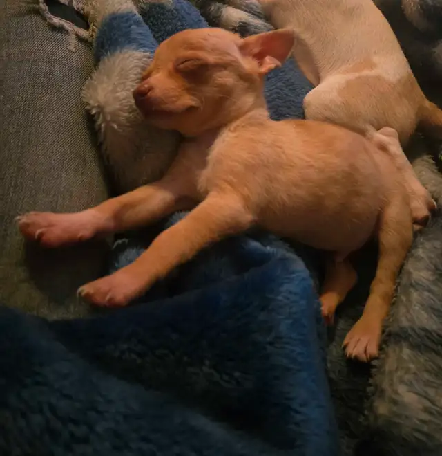 Beautiful Chihuahua Puppies in Dogs & Puppies for Rehoming in Owen Sound - Image 8