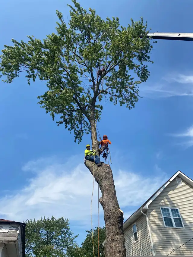 TREE REMOVAL64711644057346121