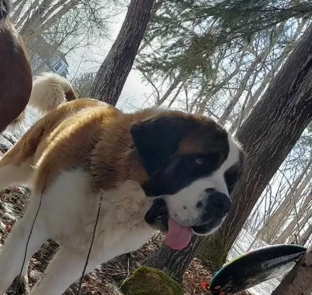 BEAUTIFUL SAINT BERNARD PUPPIES in Dogs & Puppies for Rehoming in Moncton - Image 4