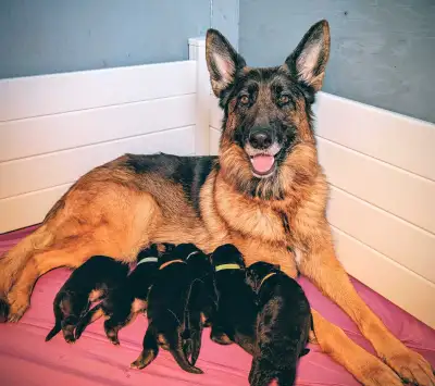 RÉSERVATIONS ~ BERGER ALLEMAND ENREGISTRÉES CKC / CCC, View more