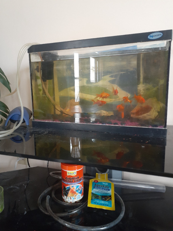 Comet goldfish with 10 gallon tank. in Fish for Rehoming in Calgary