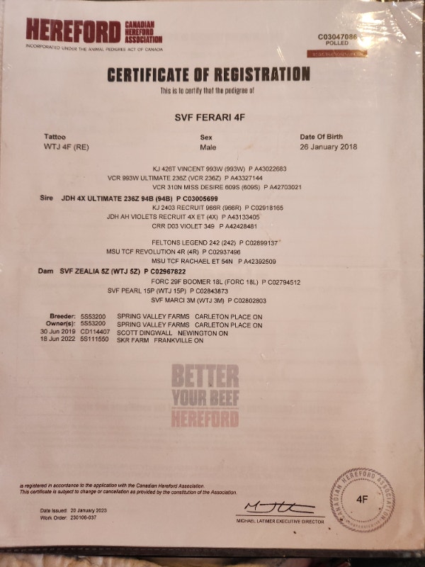 Hereford Bull for Sale Livestock Brockville Kijiji