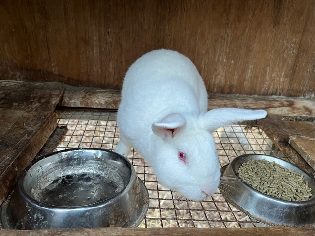 Male Adult Rabbits  $15 in Small Animals for Rehoming in Trenton - Image 2