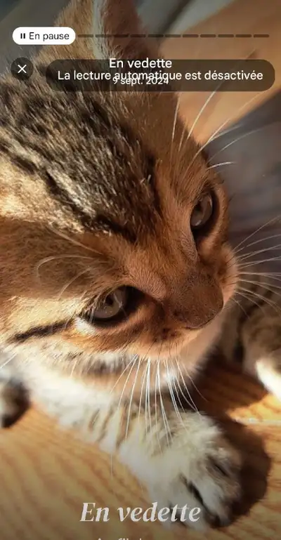 chatons bengals prêt pour adoption, View more