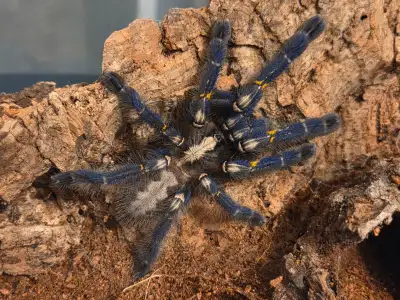 Crawlarium Canada: Our Full List, View more
