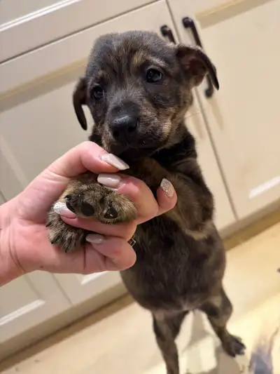 Prêt à partir chiot labrador/berger allemand berger australien, View more