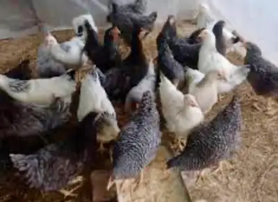 Poulletes 12 semaines Plymouth rock à vendre.Offre seulement pour des trio (2 poules un coq) 80$, le...