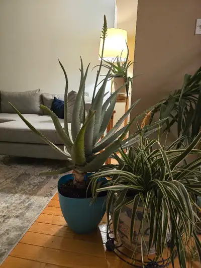 Large Aloe plant - Best offer, View more