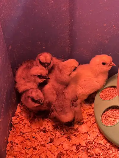 Silkie Chicks, View more