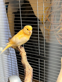 Canary birds 