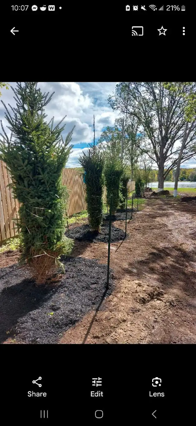 Spruce Trees  in Plants, Fertilizer & Soil in Belleville - Image 4