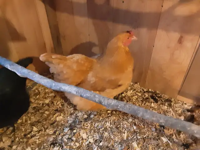 3 poules à vendre in Livestock in Québec City - Image 2