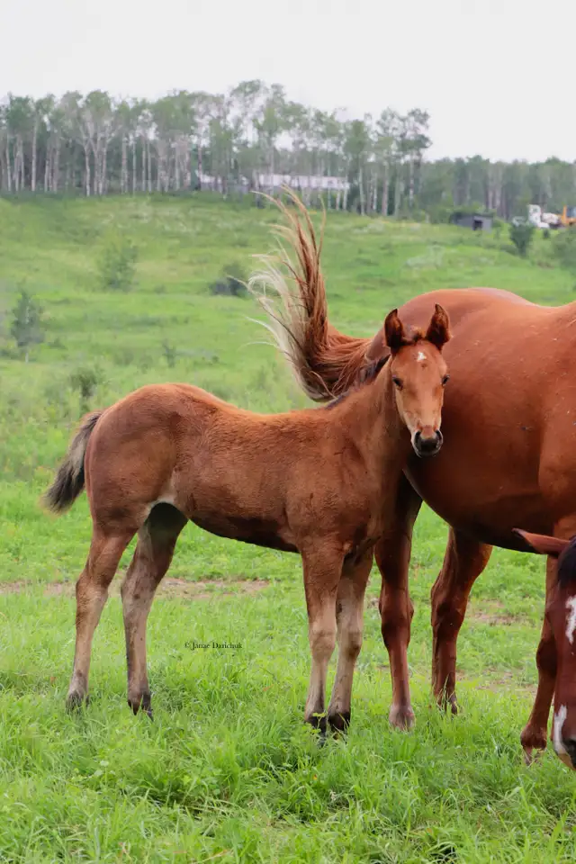 2026 AQHA X Driftwood fillies  in Horses & Ponies for Rehoming in Edmonton - Image 3
