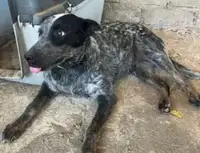 AUSSIE. Spayed, Fully Vaxxed, Young Australian Cattle Dog