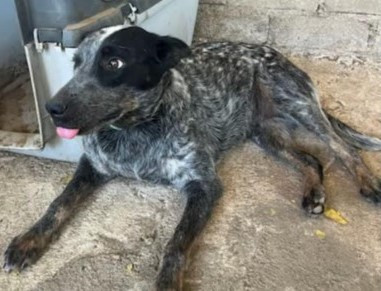AUSSIE. Spayed, Fully Vaxxed, Young Australian Cattle Dog in Registered Shelter / Rescue in Oshawa / Durham Region