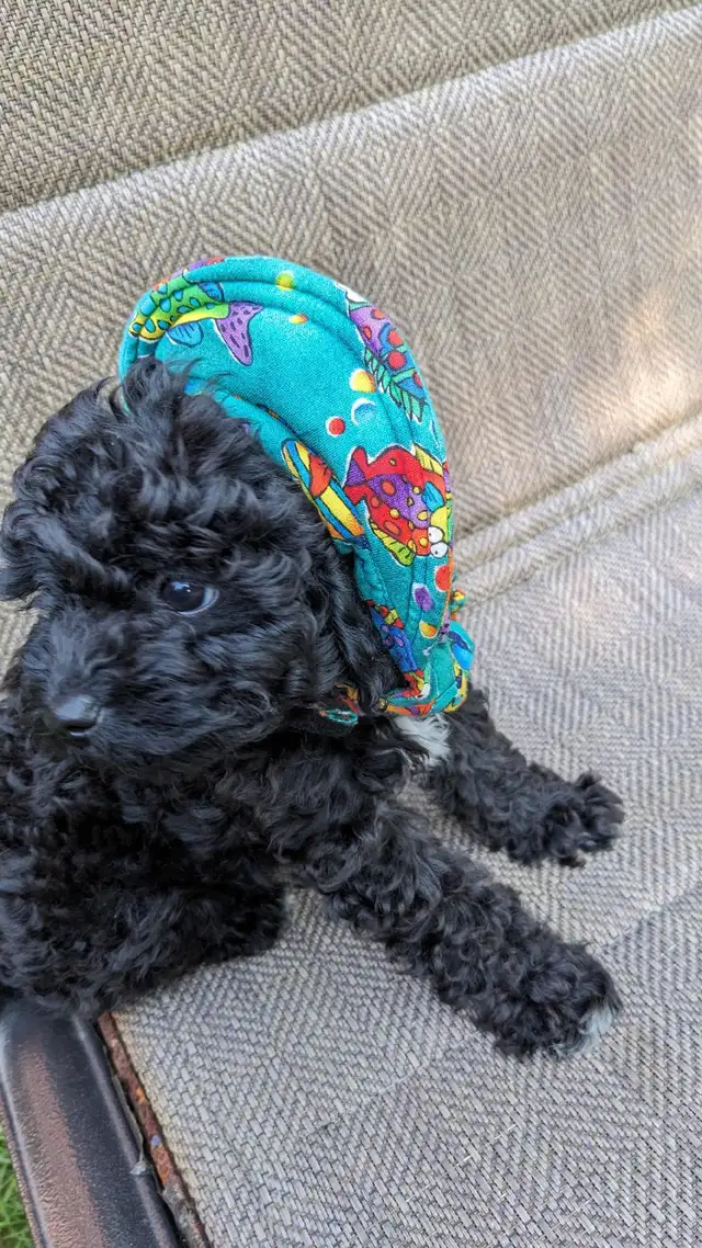 Last one: playful very tiny black toy poodle pup, male in Dogs & Puppies for Rehoming in Ottawa - Image 3