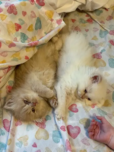 Persian kittens, View more