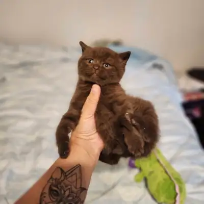 Purebred British Shorthair chocolate boy, View more