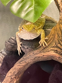 Bearded dragon with terrarium and accessories