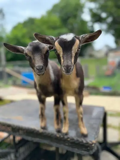 BABY GOAT BIRTHDAY PARTY GTA BABY GOATS , View more