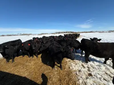 Bred Heifers, View more