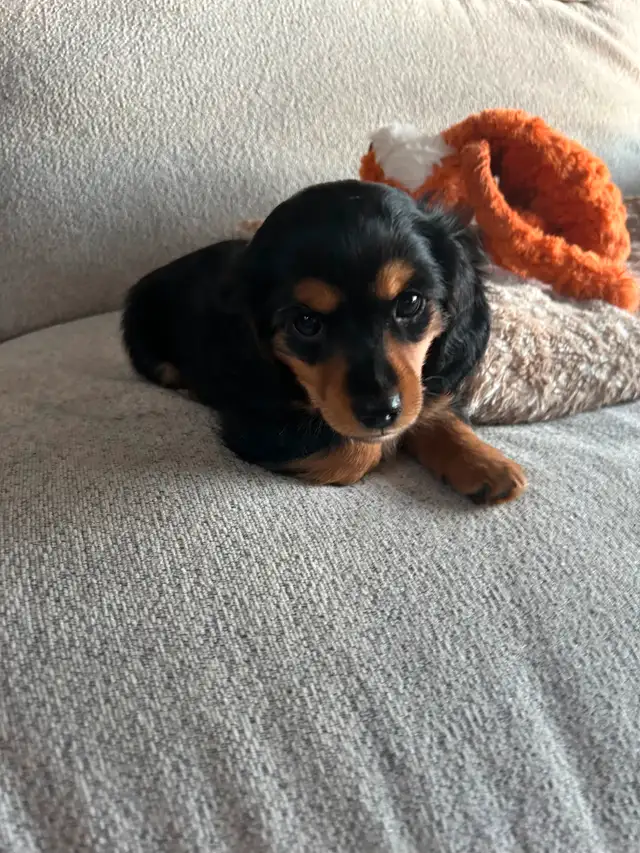 Excited to offer our sweet miniature dachshund puppies for sale in Dogs & Puppies for Rehoming in Edmonton - Image 9