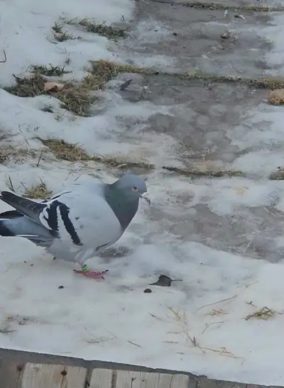 Lost rescued racing pigeon with green band 0919, View more