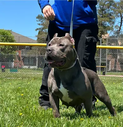 3 Year Old Standard Size ABKC Female Dog, Looking For a Great Family. Healthy Vaccinations up to dat...