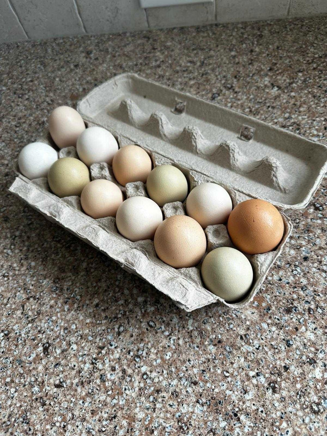 Fresh chicken eggs  in Livestock in Windsor Region